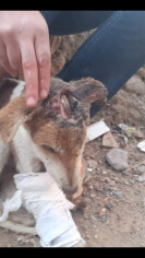 Image justificative de la cagnotte