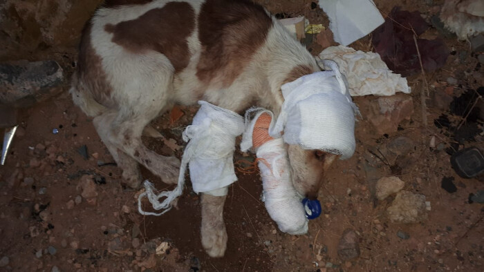 Image justificative de la cagnotte