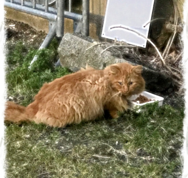 Sauvons les chats de Courçon ! ( 17)