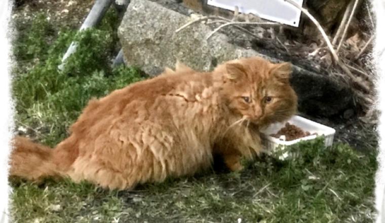 Sauvons les chats de Courçon ! ( 17)