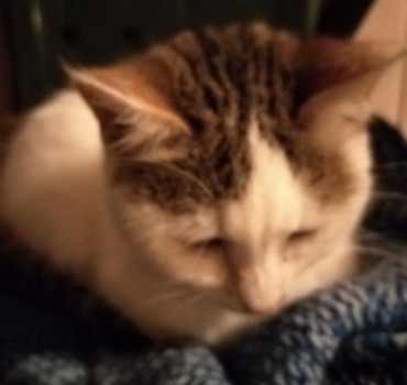 Soignons ces chats livrés à toutes les misères