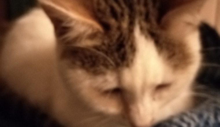 Soignons ces chats livrés à toutes les misères