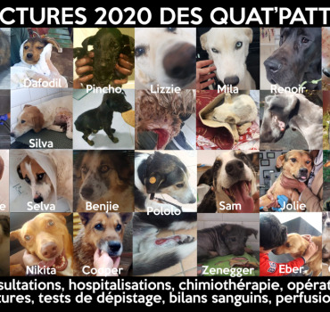 Factures 2020 et 2021 Quat'Pattes