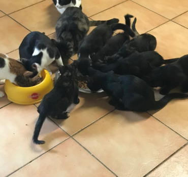 URGENCE POUR DE LA NOURRITURE Pour l’association l