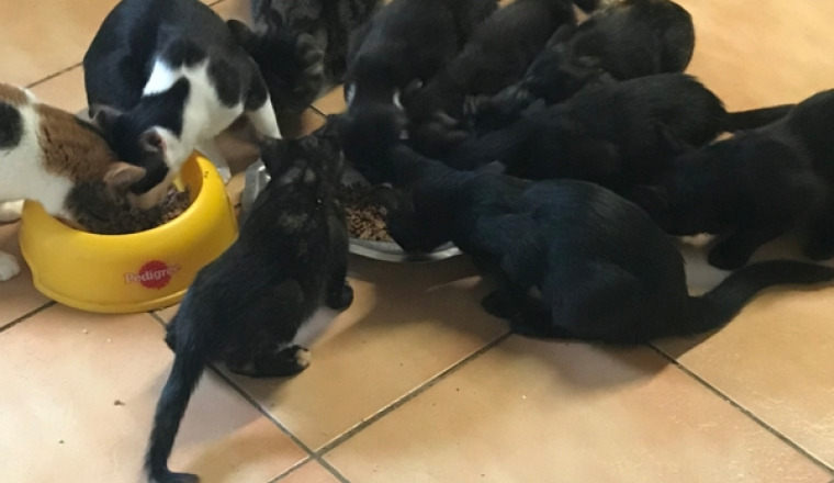 URGENCE POUR DE LA NOURRITURE Pour l’association l