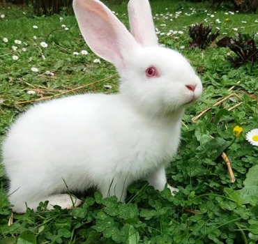 Soutien pour les lapin.e.s sauvé.e.s ?