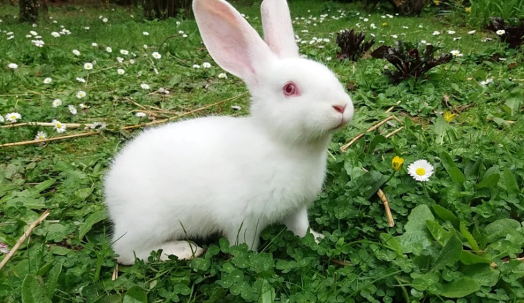 Soutien pour les lapin.e.s sauvé.e.s ?