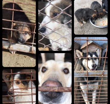 SOS Roumanie confinée :les chiens meurent de faim