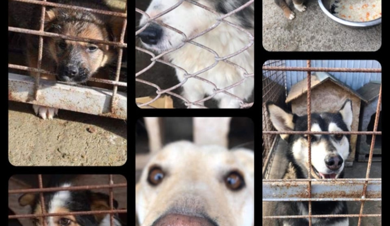 SOS Roumanie confinée :les chiens meurent de faim