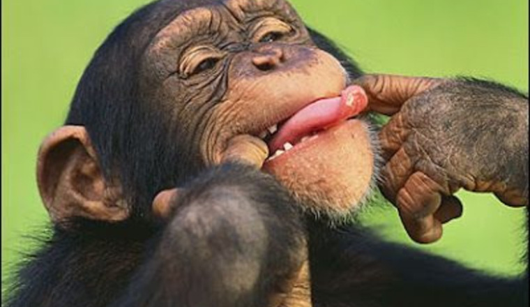 Á la conquête de l'Asie et de ses animaux sauvages