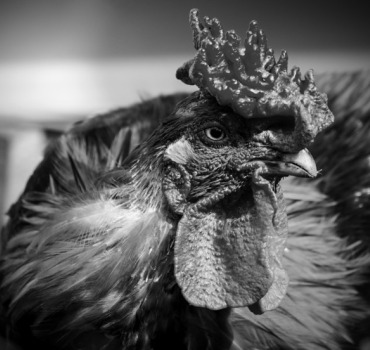 Pour le sanctuaire de Libération Animale