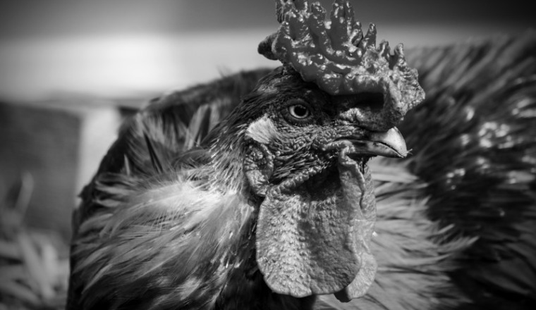 Pour le sanctuaire de Libération Animale