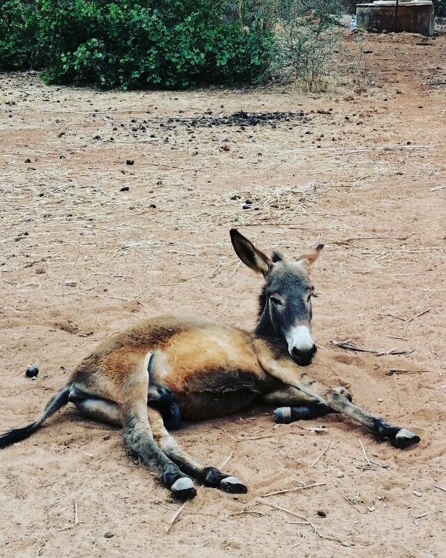 Image justificative de la cagnotte