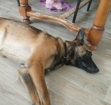 J ai besoin d aide pour l operation de mon chien m