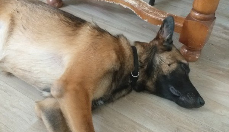 J ai besoin d aide pour l operation de mon chien m