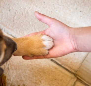 Un geste pour les animaux