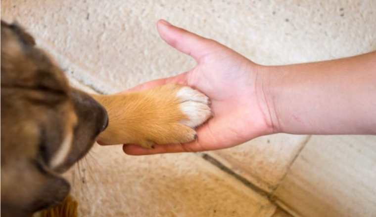 Un geste pour les animaux