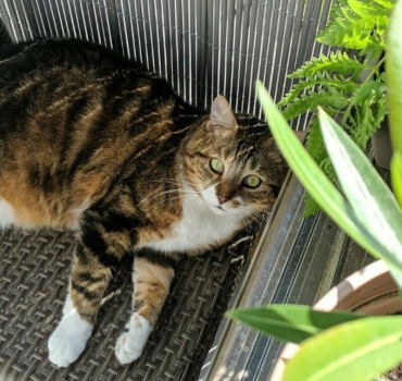 Sauvons la patte de notre chat Coco