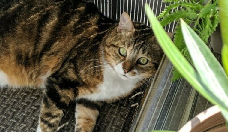 Sauvons la patte de notre chat Coco