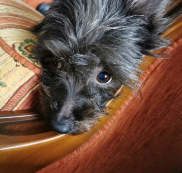 Pour notre chien Fifie, Grande Brûlée aidez-nous !