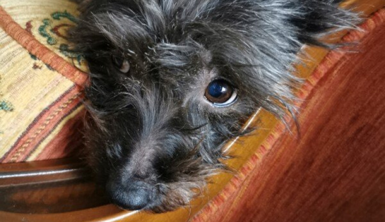Pour notre chien Fifie, Grande Brûlée aidez-nous !