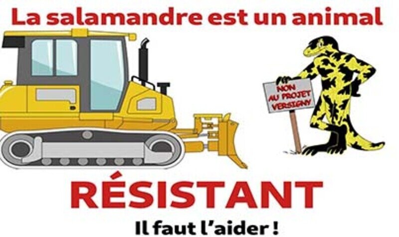 SAUVONS LES SALAMANDRES !