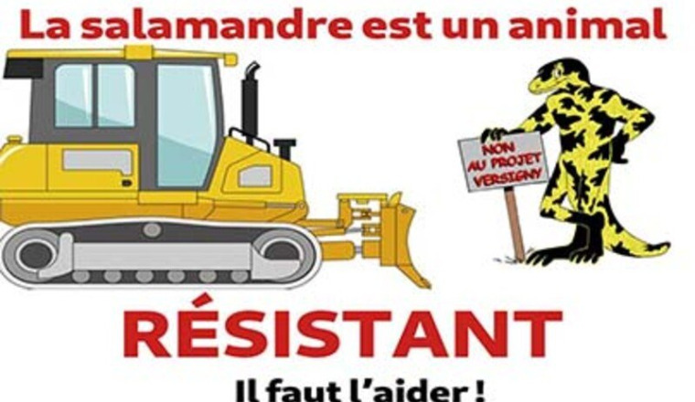 SAUVONS LES SALAMANDRES !