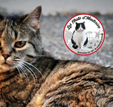 Aidons Les Chats d'Hauterive