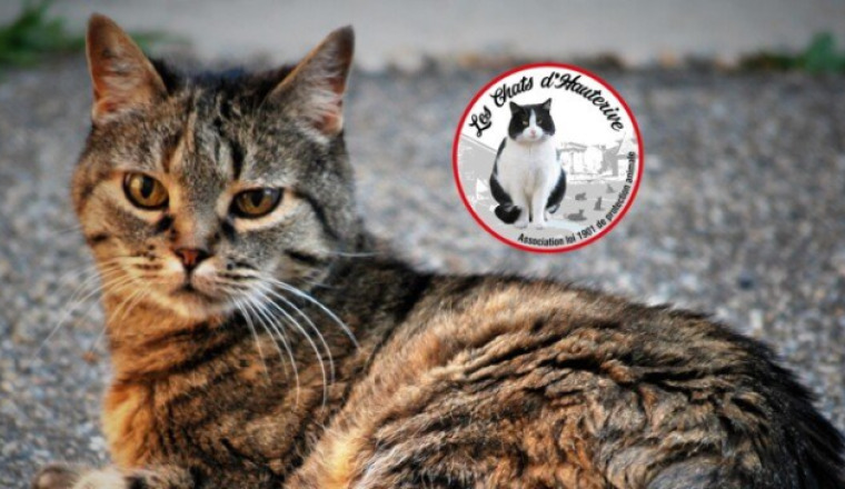 Aidons Les Chats d'Hauterive
