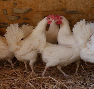 Soutien pour les 21 poules et 3 chèvres sauvé.e.s