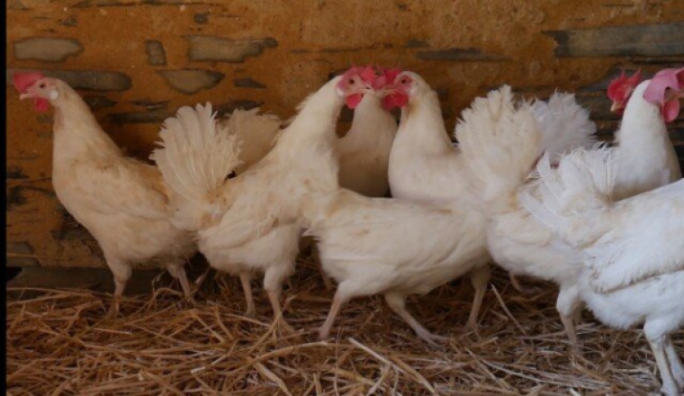 Soutien pour les 21 poules et 3 chèvres sauvé.e.s