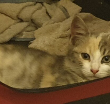 Les chats du 27