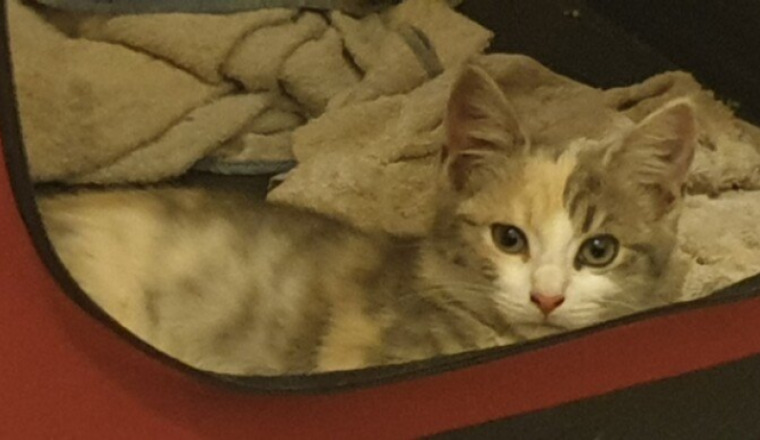 Les chats du 27