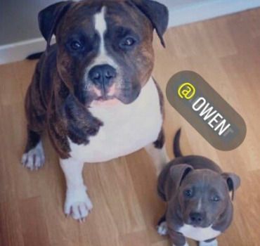 OWEN