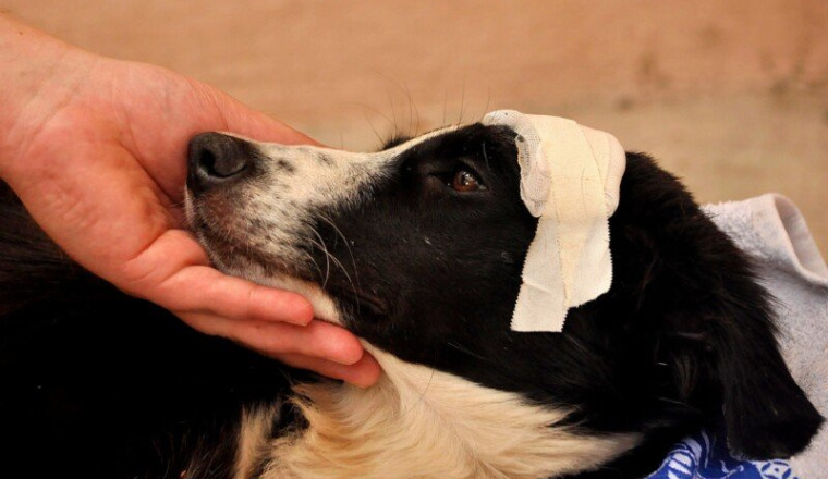 Ultime chance pour " Lucky" ....