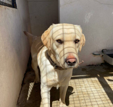 24 chiens à sortir de perrera ou euthanasie demain