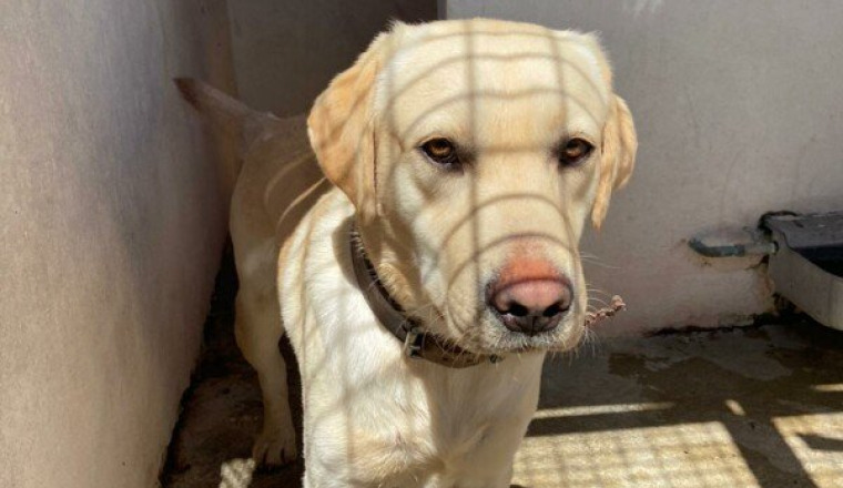 24 chiens à sortir de perrera ou euthanasie demain