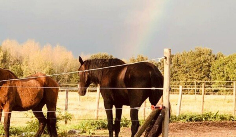 Operation Ease, an extraordinary horse.
