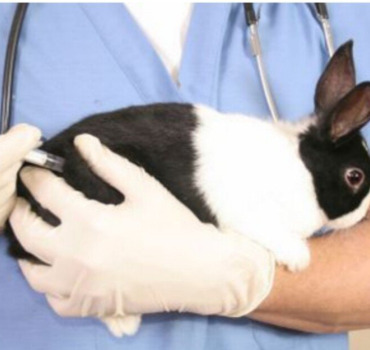 Vaccin lapin