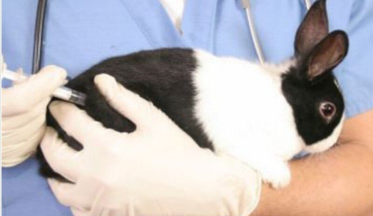 Vaccin lapin