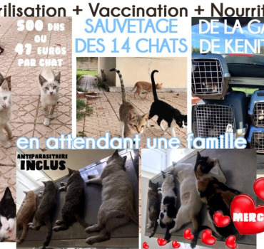 Sauvetage14ChatsGareKenitra