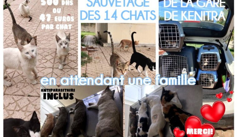 Sauvetage14ChatsGareKenitra