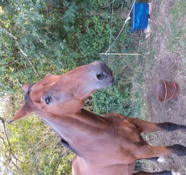 Obsèques cheval