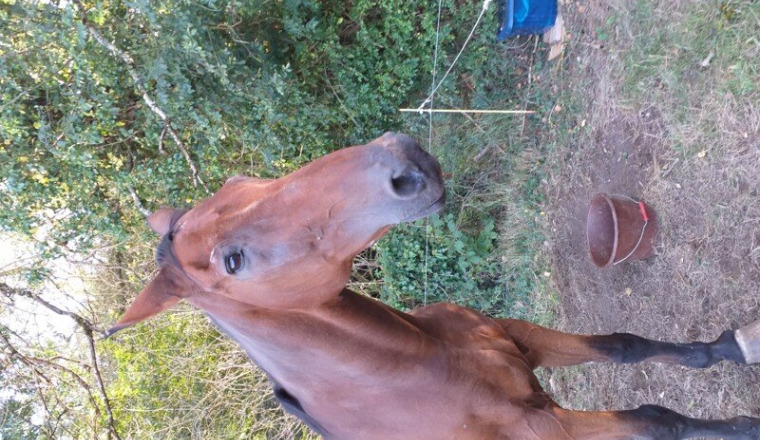 Obsèques cheval