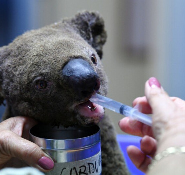 Réintroduction des KOALAS en Australie