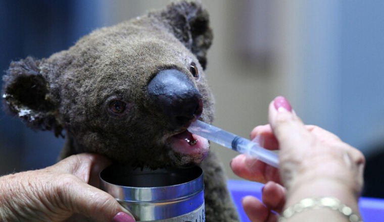Réintroduction des KOALAS en Australie