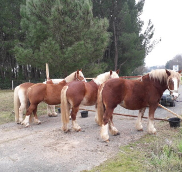 Aider "Les Bons Traits d'Epona"