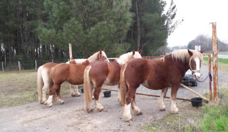 Aider "Les Bons Traits d'Epona"