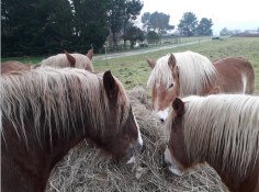 Image justificative de la cagnotte