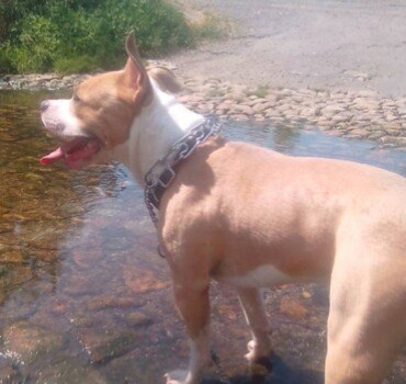 Aidez Bernadette et son chien Pepito